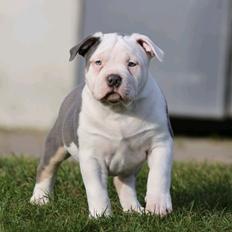 American Bully Ludvig