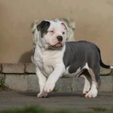 American Bully Ludvig