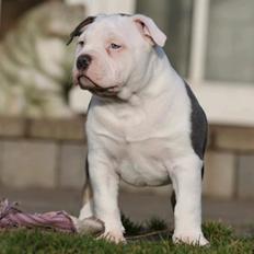 American Bully Ludvig