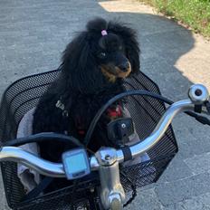 Dværgpuddel Maggie