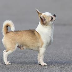 Chihuahua Hello World Attention Deficit Hey Donuts