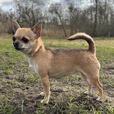 Chihuahua Hello World Ouch Ouch Not My Leg "Envy"