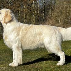 Golden retriever Goldenmermaid's Trentino