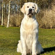 Golden retriever Goldenmermaid's Trentino