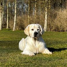 Golden retriever Goldenmermaid's Trentino