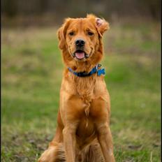 Golden retriever Spirit of Lucca con colore