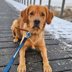 Golden retriever Spirit of Lucca con colore