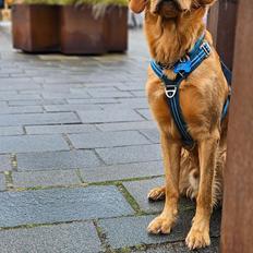 Golden retriever Spirit of Lucca con colore