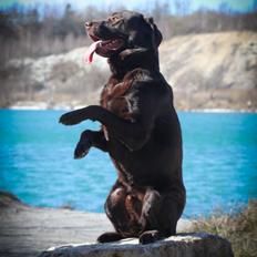Labrador retriever Cody