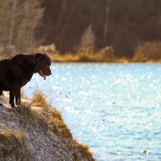 Labrador retriever Cody