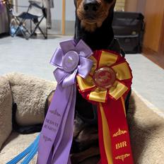 Tysk pinscher Nice and Dandy Viola - Kaldenavn: Thuja