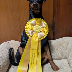 Tysk pinscher Nice and Dandy Viola - Kaldenavn: Thuja