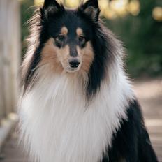 Collie langhåret Chase