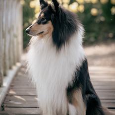 Collie langhåret Chase