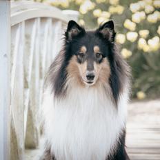 Collie langhåret Chase