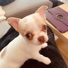 Chihuahua Zimba