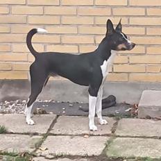 Rat Terrier Elly Plump´s I`LL KILLS THAT CAT (Hansen)