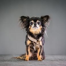 Chihuahua Lucky