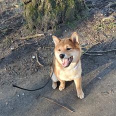 Shiba Pelle