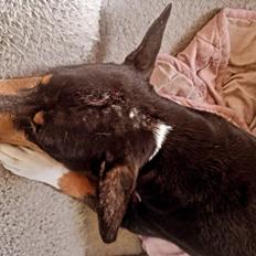 Rat Terrier Solgaards Darwin DØD