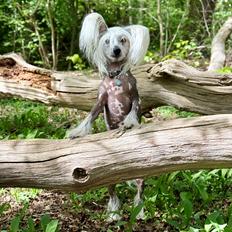Chinese crested hårløs Malthe