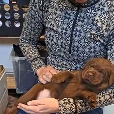 Labrador retriever Balder