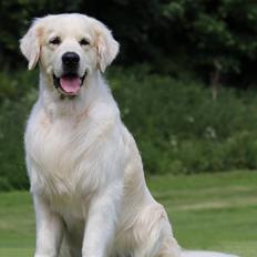 Golden retriever DKCH(U) DKJUCH DEVDHCH Manhattan V.D. Corner Brook