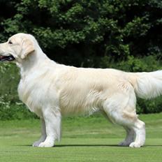Golden retriever DKCH(U) DKJUCH DEVDHCH Manhattan V.D. Corner Brook