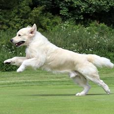 Golden retriever DKCH(U) DKJUCH DEVDHCH Manhattan V.D. Corner Brook