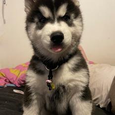 Siberian husky Balder