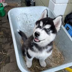 Siberian husky Balder