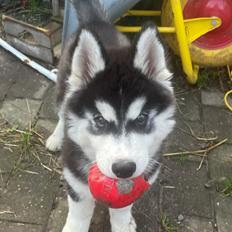 Siberian husky Balder