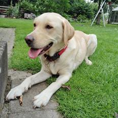 Labrador retriever Puk