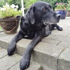 Labrador retriever † Sif † 