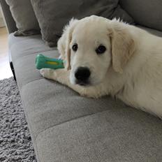 Golden retriever Cody