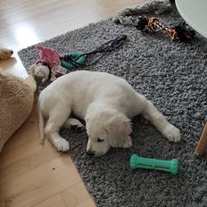 Golden retriever Cody