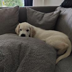 Golden retriever Cody