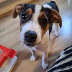 Dansk svensk gaardhund Otto 