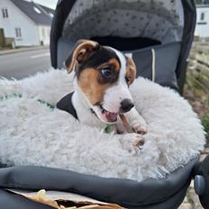 Dansk svensk gaardhund Otto 