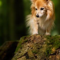 Blanding af racer Vaks [Himmelhund]