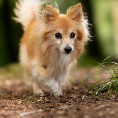 Blanding af racer Vaks [Himmelhund]