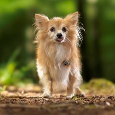 Blanding af racer Vaks [Himmelhund]