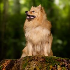 Mittelspitz Sprinkle