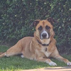 Blanding af racer Joey