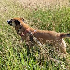 Blanding af racer Joey