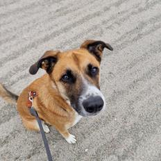 Blanding af racer Joey