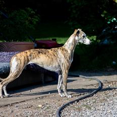 Whippet Jasmina