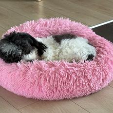 Coton de tulear Smiley Lady