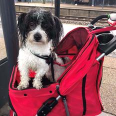Coton de tulear Smiley Lady