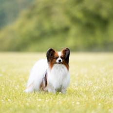 Papillon Mi'diliva's Don't stop believin' (Teemo) 